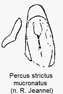 percus_mucronatus.gif