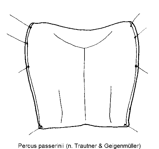 percus_passerinii_hsch.gif