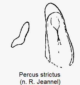 percus_strictus.gif