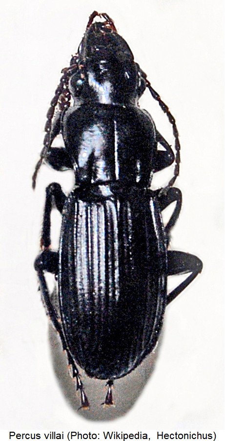 percus_villai_hab.jpg