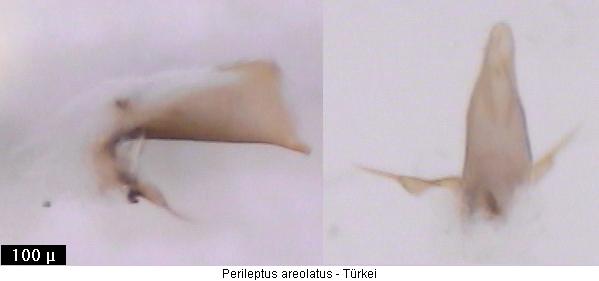 perileptus_areolatus2.jpg