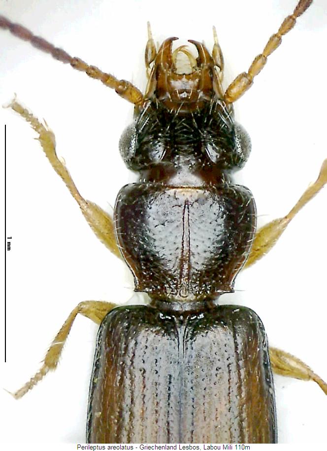 perileptus_areolatus_vk.jpg