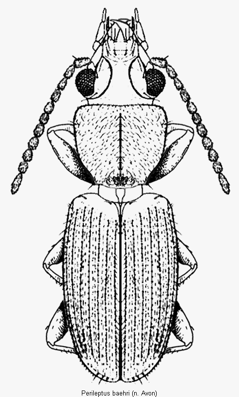 perileptus_baehri_hab.gif