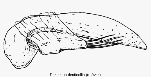 perileptus_denticollis.gif