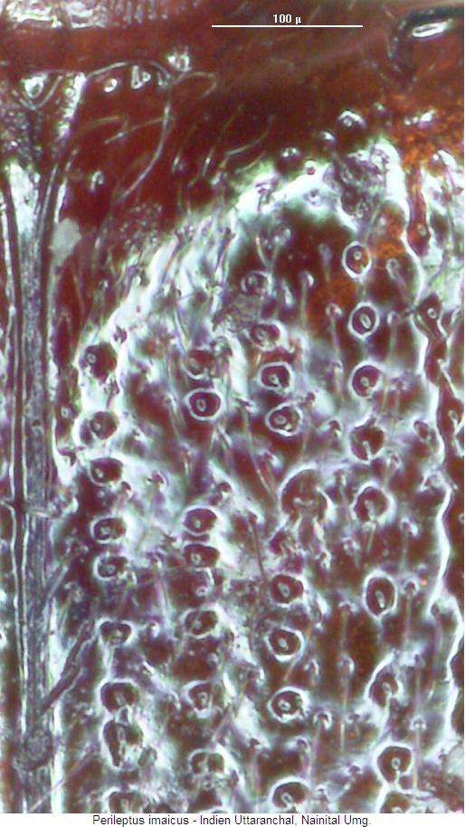 perileptus_imaicus_os.jpg