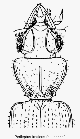 perileptus_imaicus_vk.gif