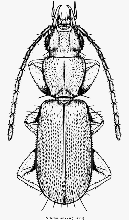 perileptus_jedlickai_hab.gif