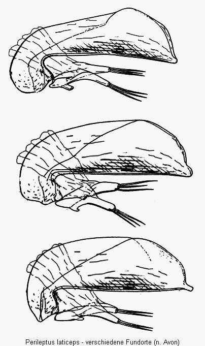 perileptus_laticeps_variabilitaet.gif