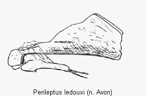 perileptus_ledouxi.gif