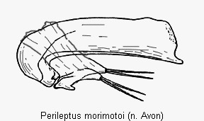 perileptus_morimotoi.gif