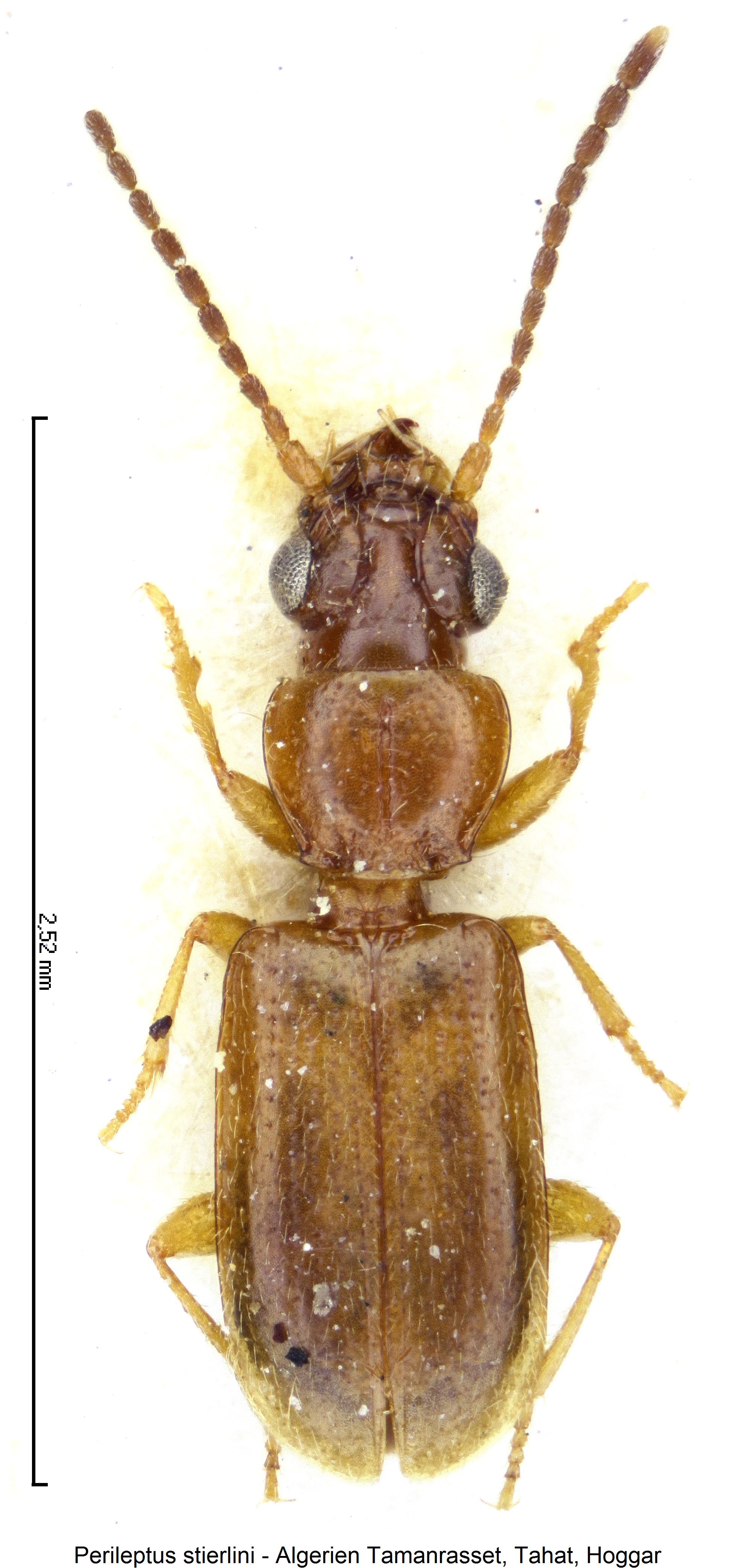 perileptus_stierlini_hab2.jpg