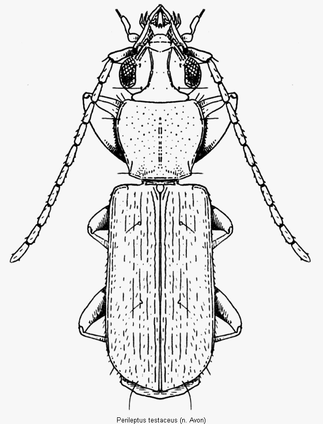 perileptus_testaceus_hab.gif
