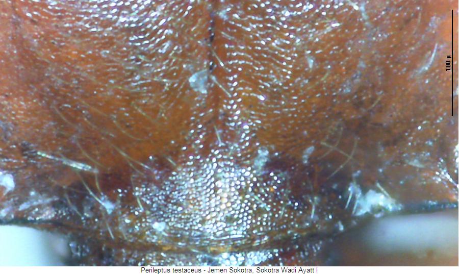 perileptus_testaceus_hsch.jpg