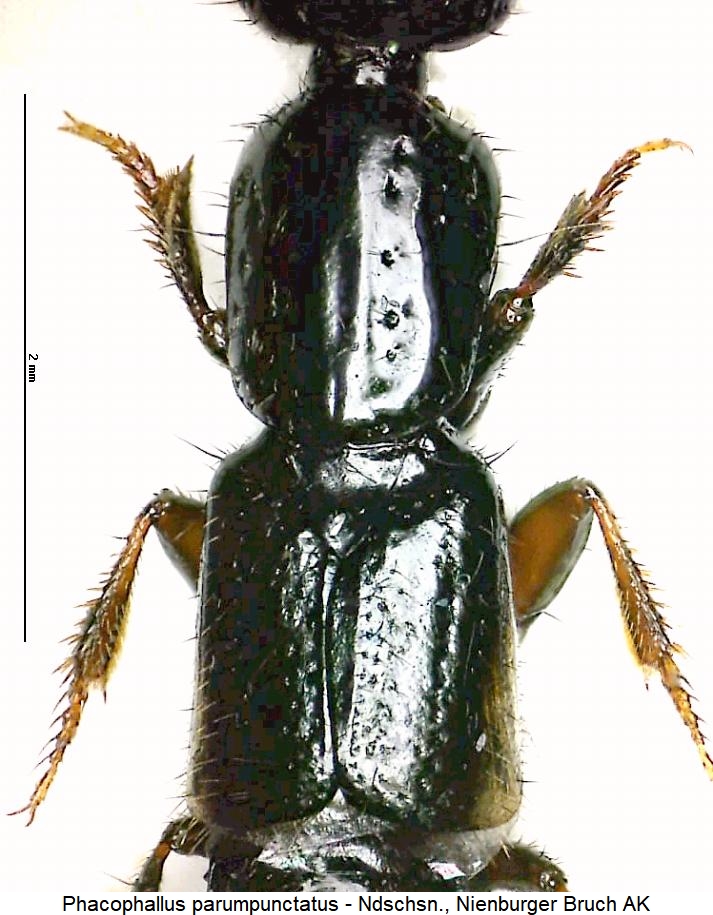phacophallus_parumpunctatus_fld.jpg