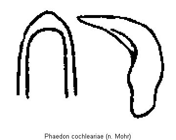 phaedon_cochleariae.gif