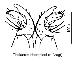 phalacrus_championi_ov.gif