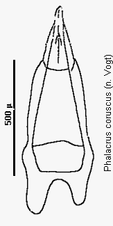 phalacrus_coruscus.gif