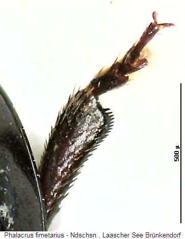 phalacrus_fimetarius_vschn.jpg