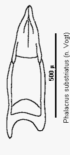 phalacrus_substriatus.gif