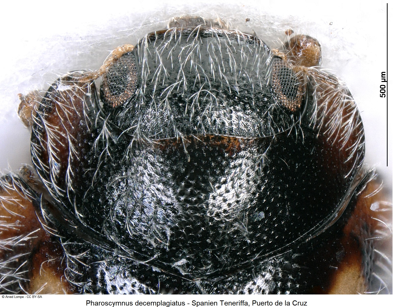 pharoscymnus_decemplagiatus_ck34373652_hsch.jpg