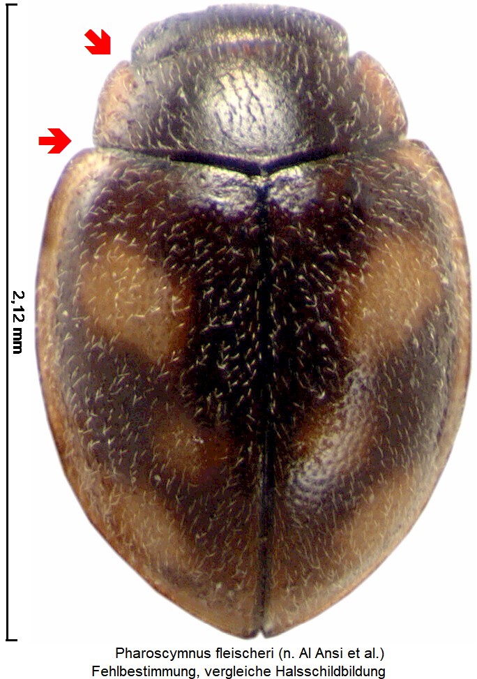 pharoscymnus_fleischeri_hab.jpg