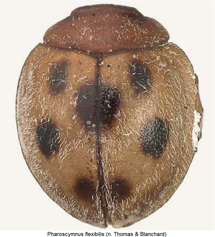 pharoscymnus_flexibilis_hab-1.jpg