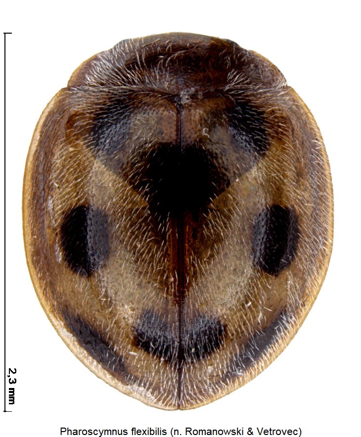 pharoscymnus_flexibilis_hab.jpg