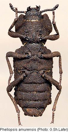 phellopsis_amurensis_us.jpg