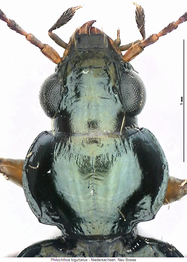 philochthus_biguttatus_vk.jpg