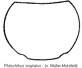 philochthus_inoptatus_hsch.gif