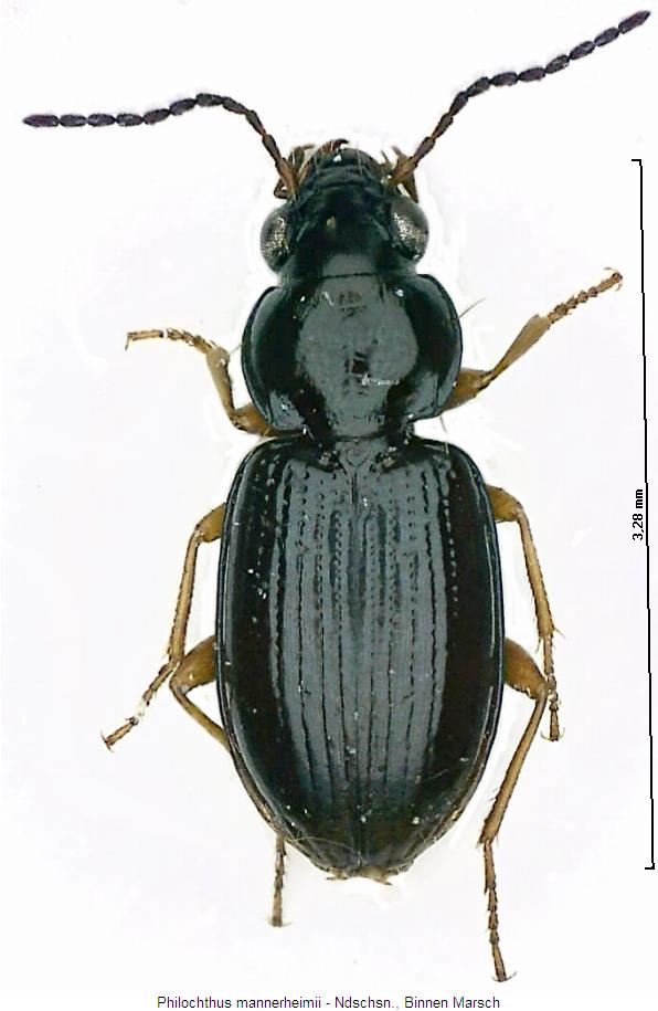 philochthus_mannerheimii_hab.jpg