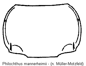 philochthus_mannerheimii_hsch.gif