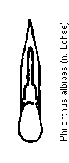 philonthus_albipes.gif