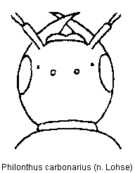 philonthus_carbonarius_k.gif