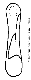 philonthus_cochleatus.gif
