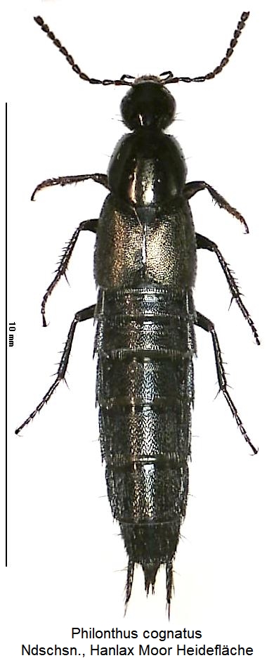 philonthus_cognatus_hab.jpg