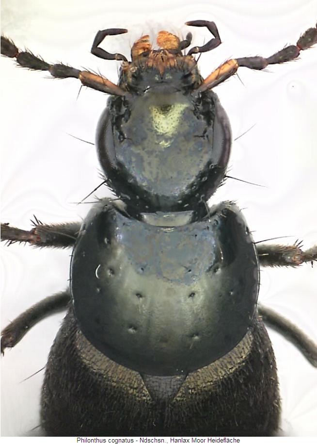 philonthus_cognatus_vk.jpg