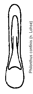 philonthus_confinis.gif