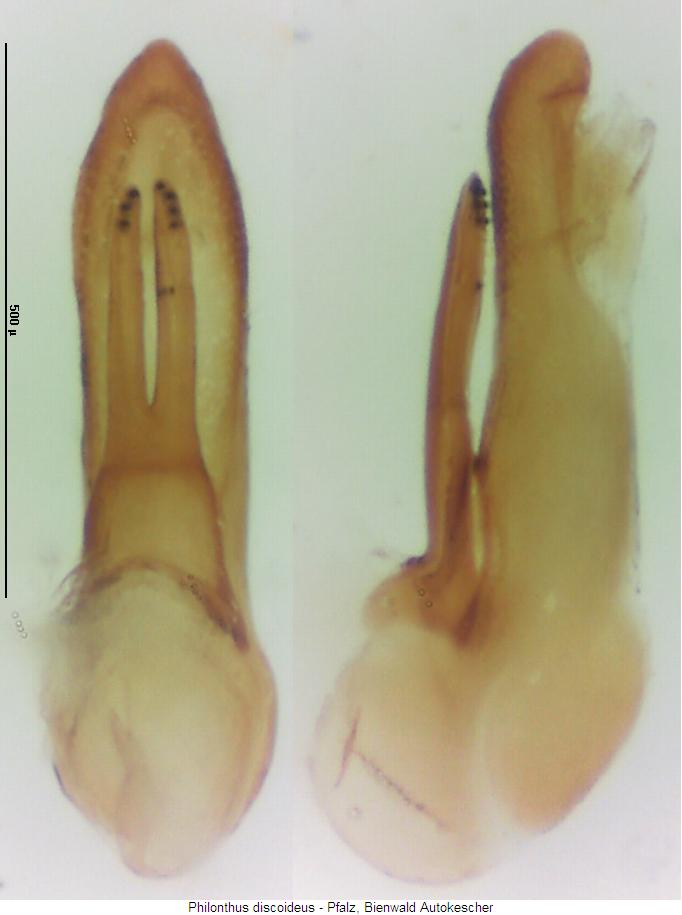 philonthus_discoideus.jpg