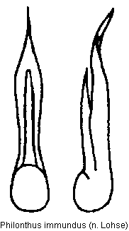 philonthus_immundus.gif