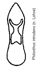 philonthus_intrudens.gif
