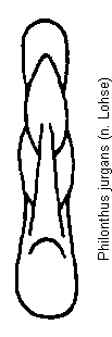 philonthus_jurgans.gif