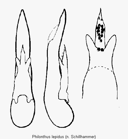 philonthus_lepidus.gif