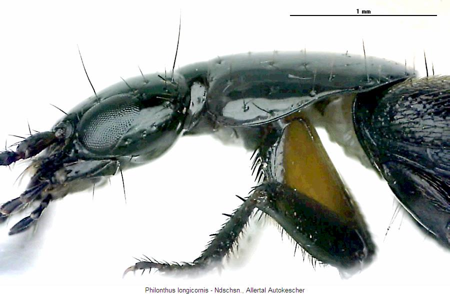 philonthus_longicornis_sa.jpg