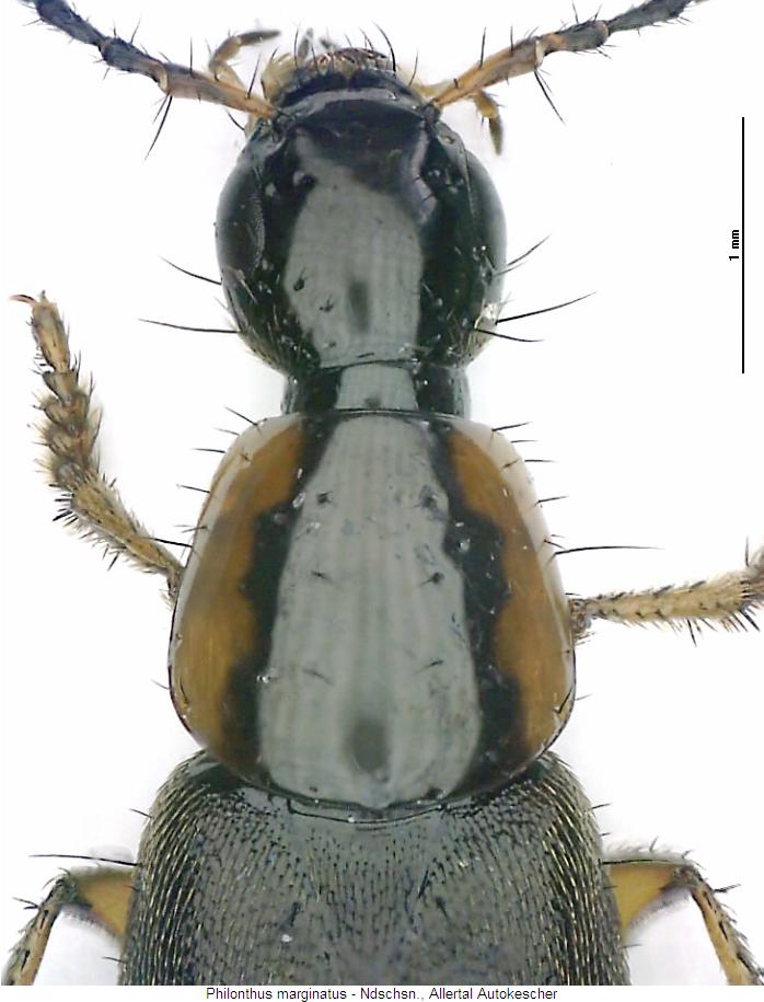 philonthus_marginatus_vk2.jpg
