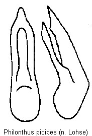philonthus_picipes.gif