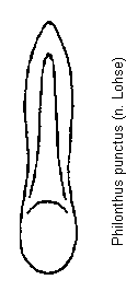 philonthus_punctus.gif