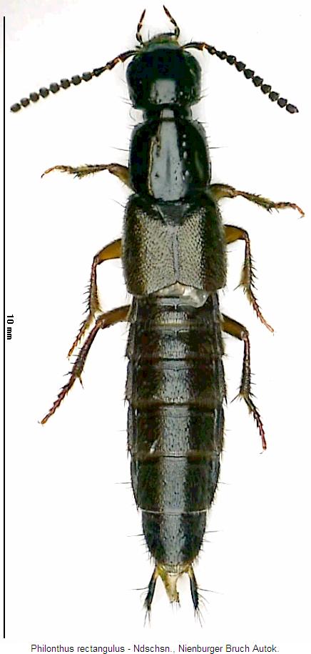 philonthus_rectangulus_hab.jpg