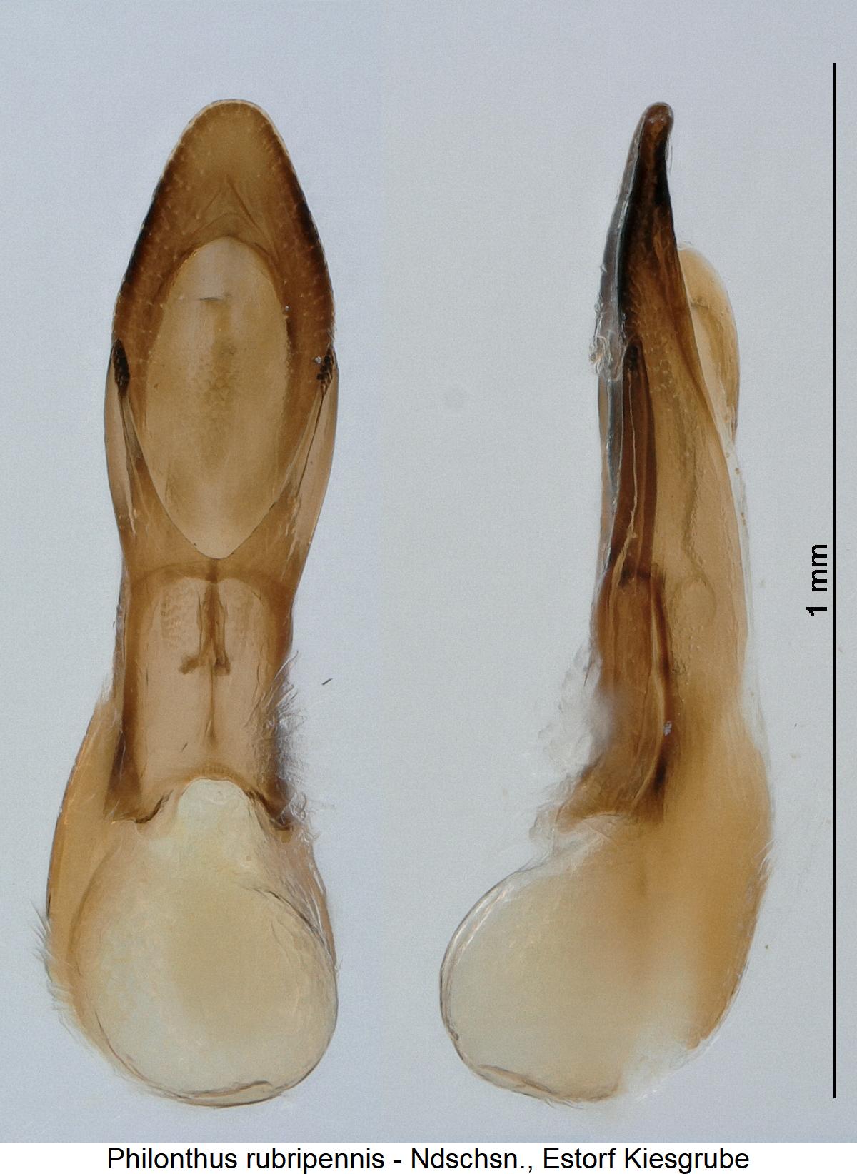 philonthus_rubripennis.jpg