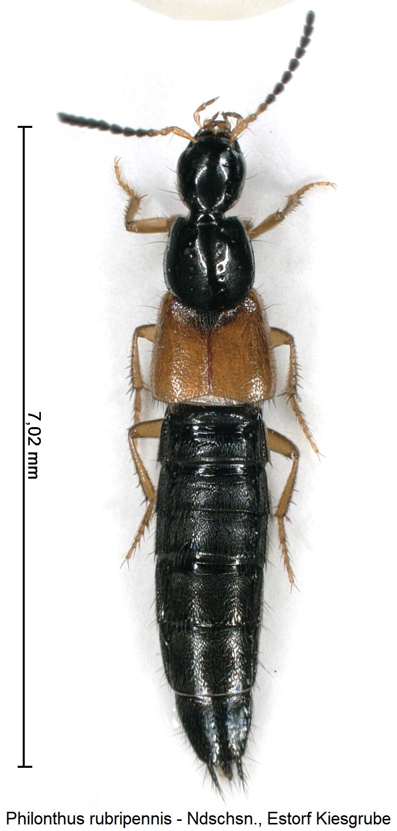 philonthus_rubripennis_hab.jpg